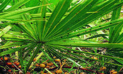 How to balance your hormones and get pregnant naturally with saw palmetto