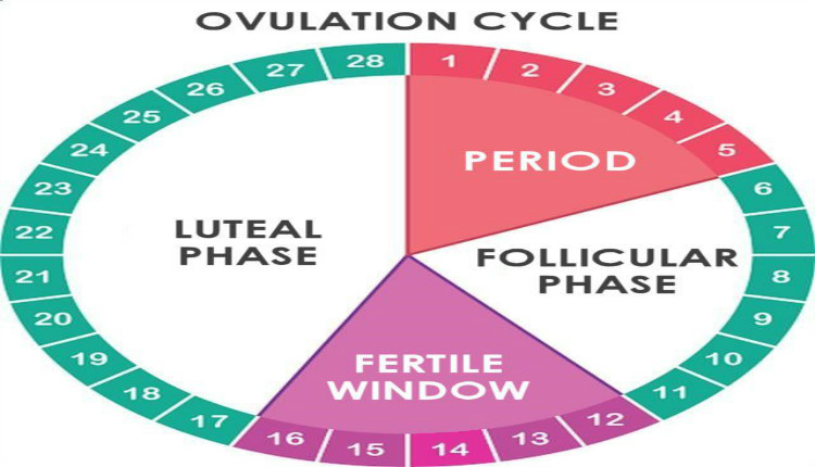 How to Calculate Your Ovulation Cycle and Fall Pregnant | FERTIL-24 Herbals